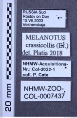 Etiketten zu Melanotus crassicollis (NHMW-ZOO-COL-0007437)